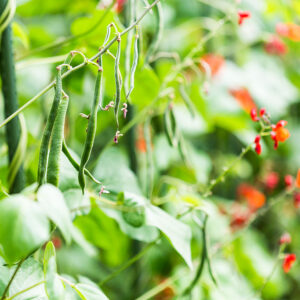 beans, pole, Red Runner