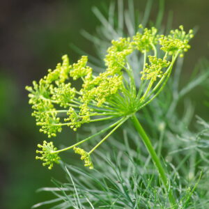 dill