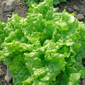 lettuce (leaf)