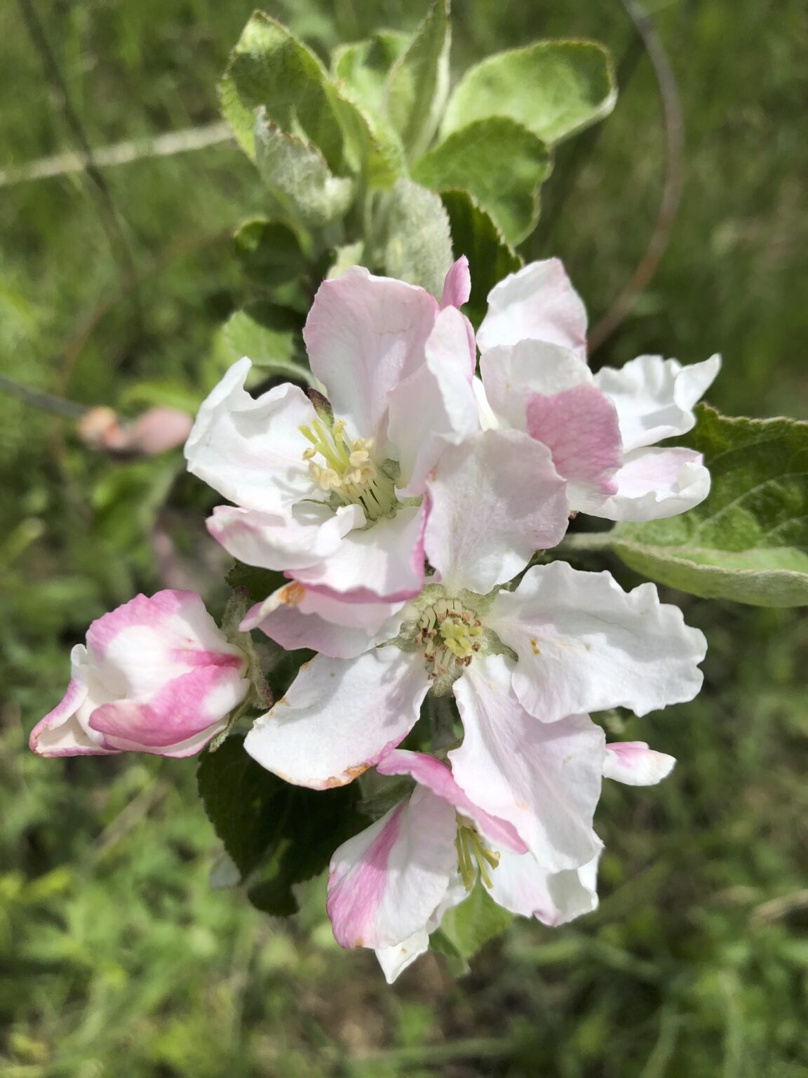 Fruit Tree Identification Guide Wild Town