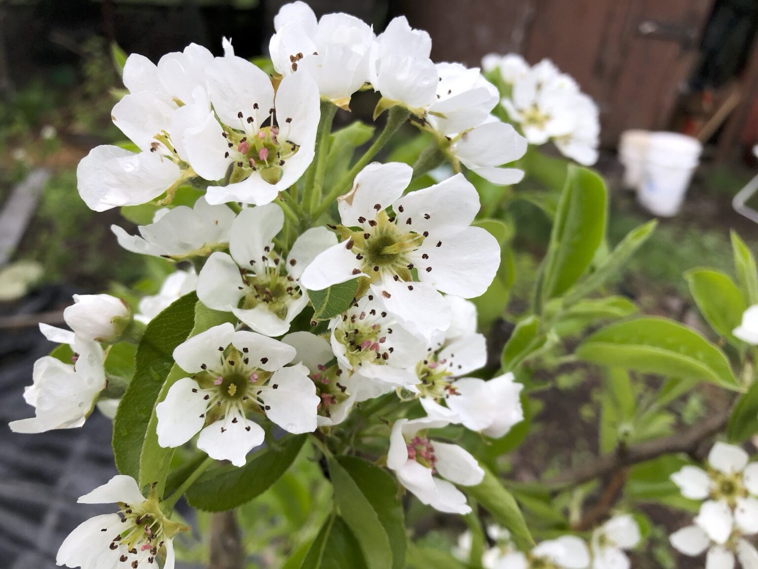 Fruit Tree Identification Guide Wild Town