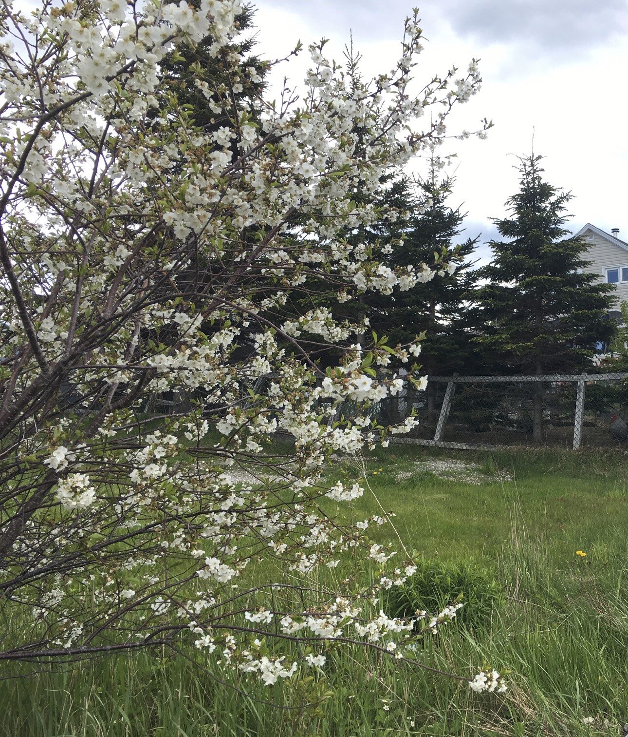 Fruit Tree Identification Guide Wild Town