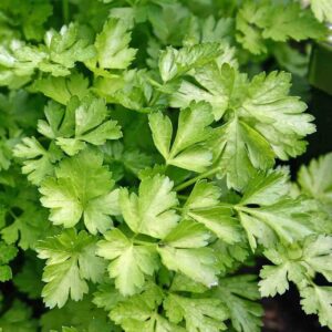 parsley, flat leafed