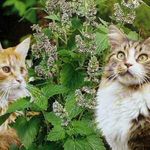catnip