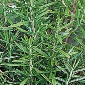 rosemary