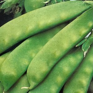 peas, snap