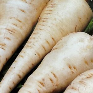 parsnips
