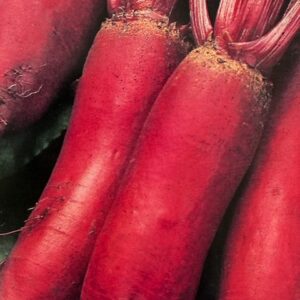 beets, red (cylindrical)