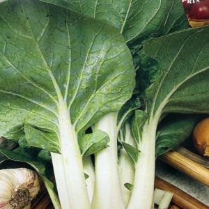 bok choi
