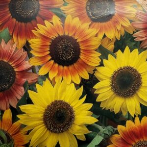 sunflowers