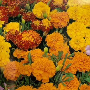 marigolds