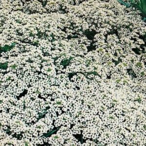 alyssum