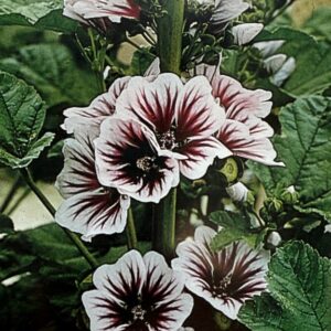 malva