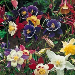 columbine