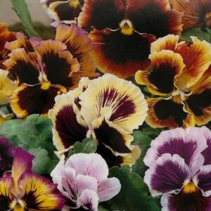 pansy
