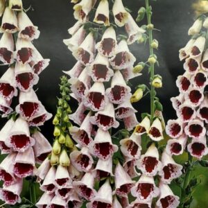 foxglove