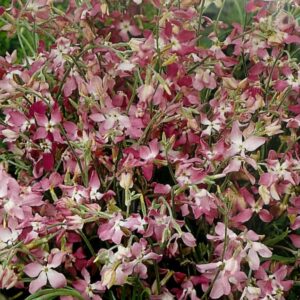 stock night scented (giroflee)