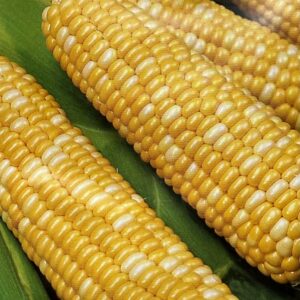 corn