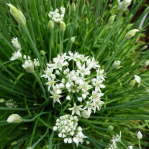 chives, garlic