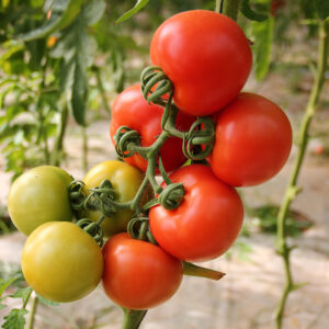 tomato, Moneymaker
