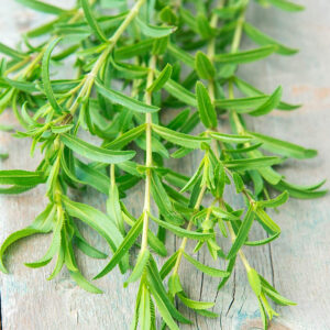 tarragon