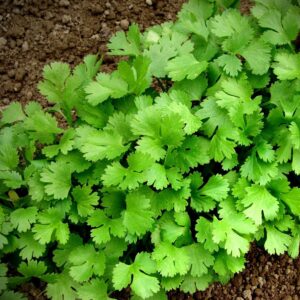 coriander