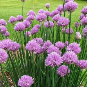 chives
