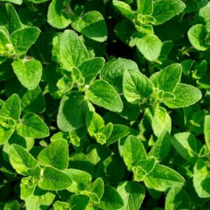 oregano