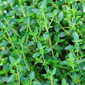 thyme