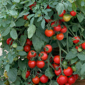 tomato, tumbling Tom red