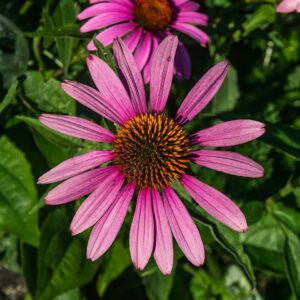 echinacea (coneflower)